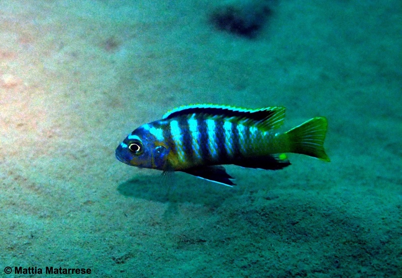 Maylandia sp. 'dumpy' Nakantenga Island